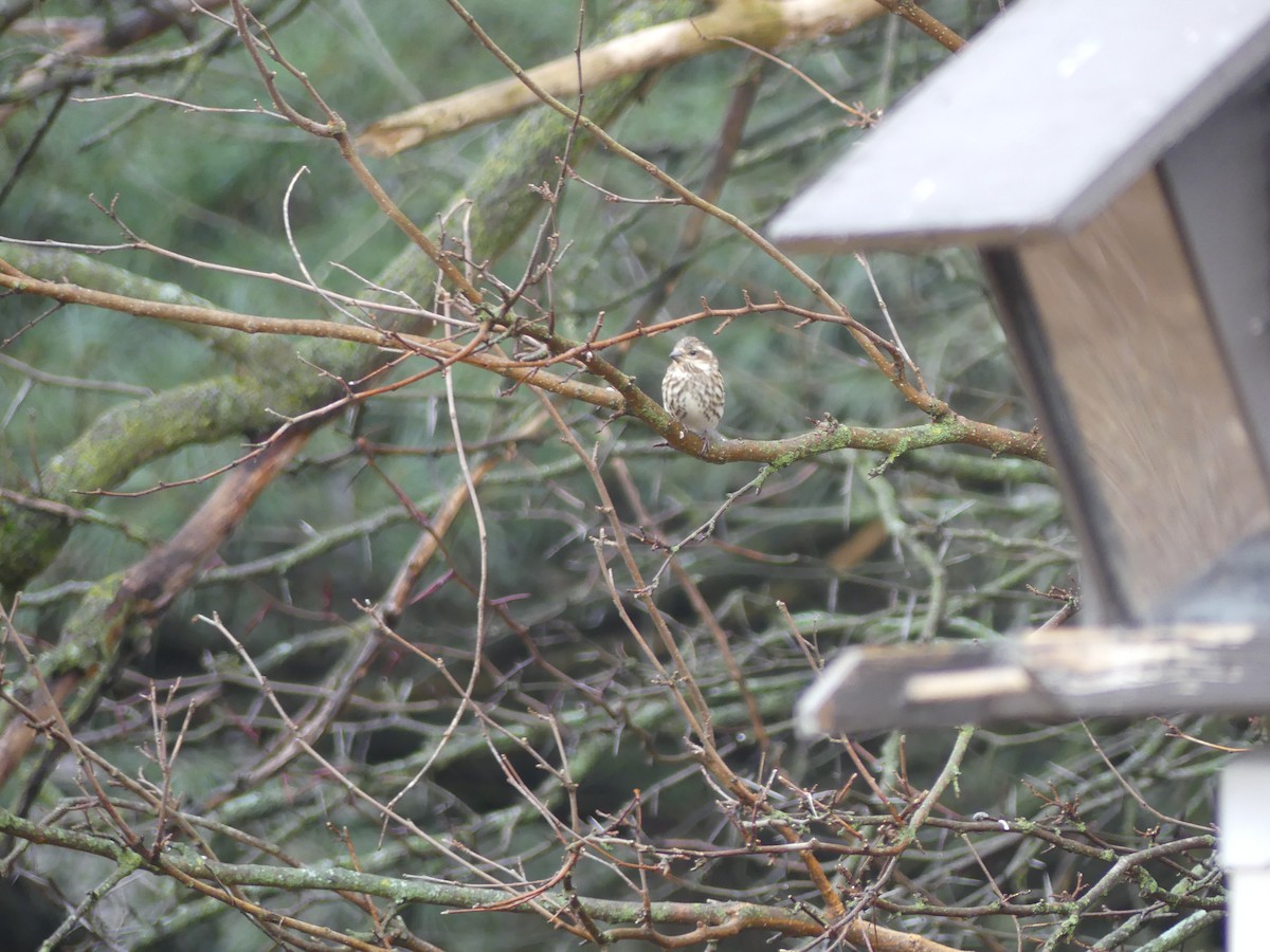 Purple Finch - ML518795561