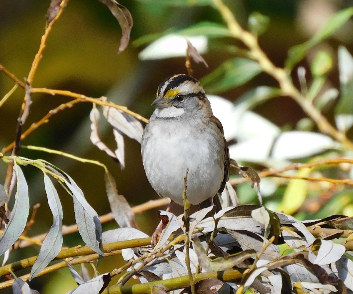 White-throated Sparrow - Lisa Winslow