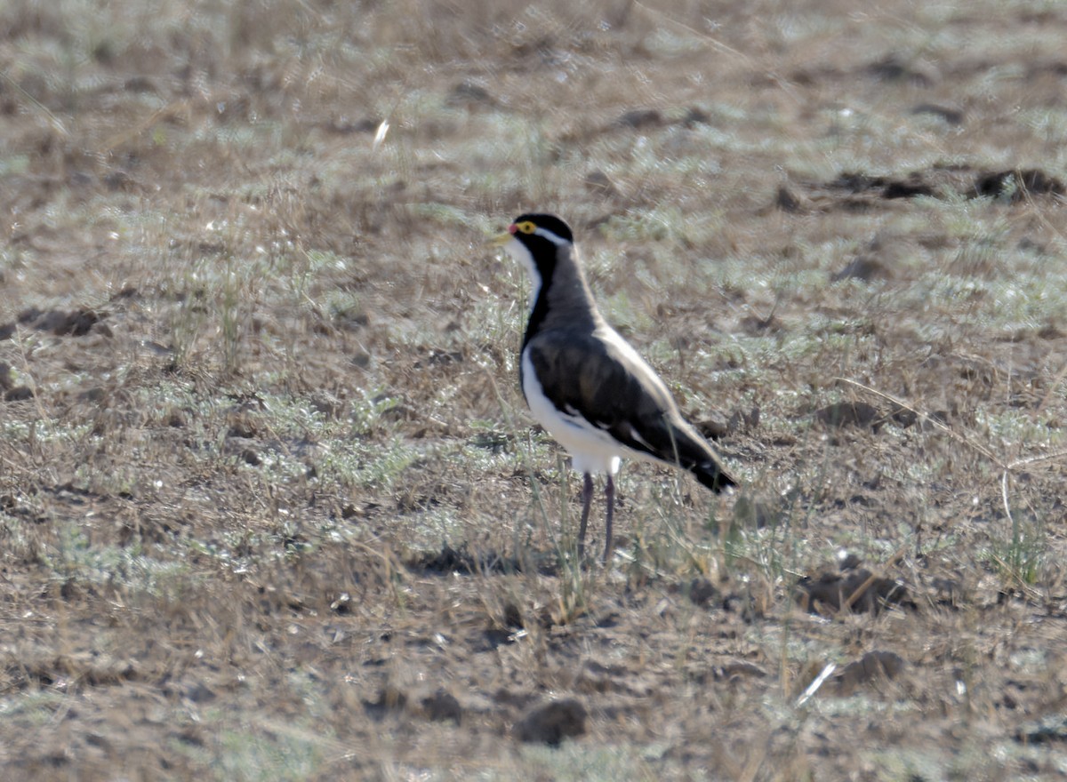 Banded Lapwing - ML518796591