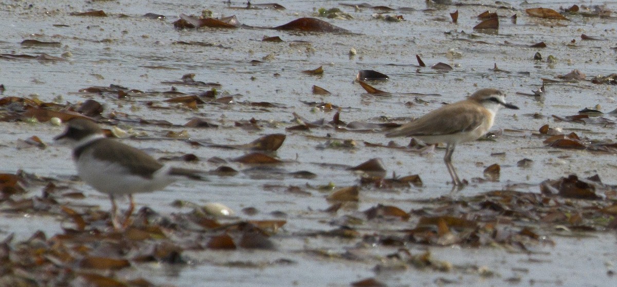 White-fronted Plover - Phil Stouffer