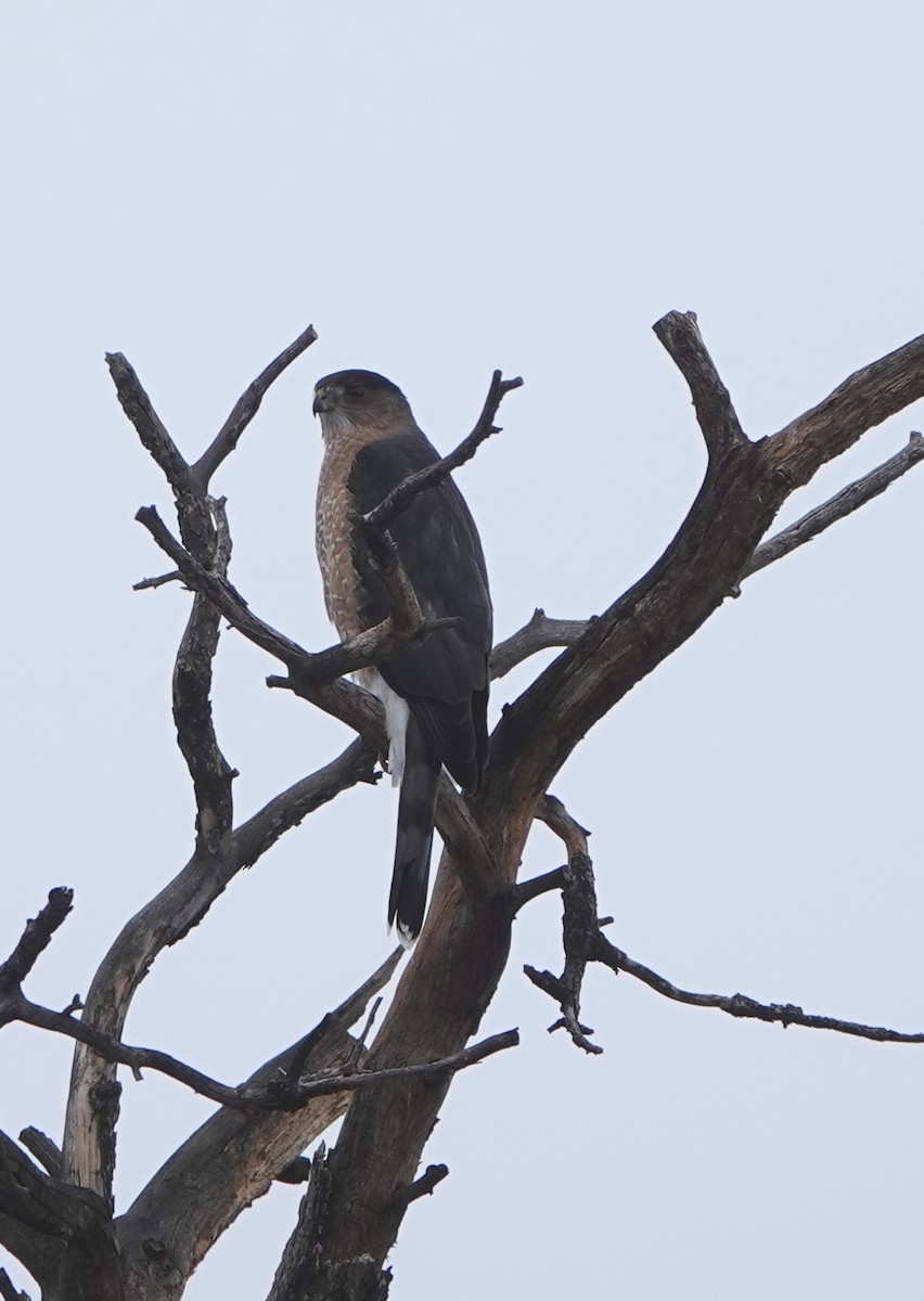 Cooper's Hawk - ML518797051