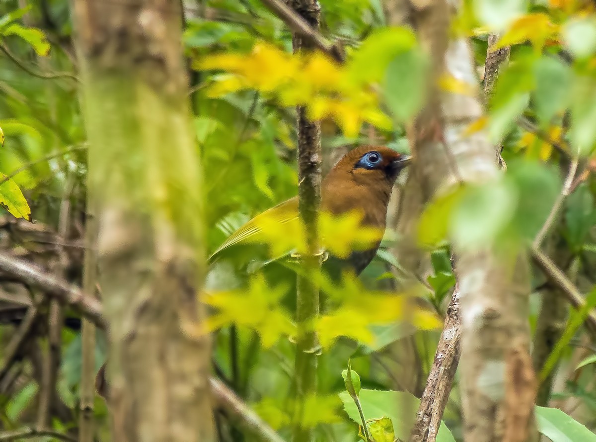 Rusty Laughingthrush - ML518797111