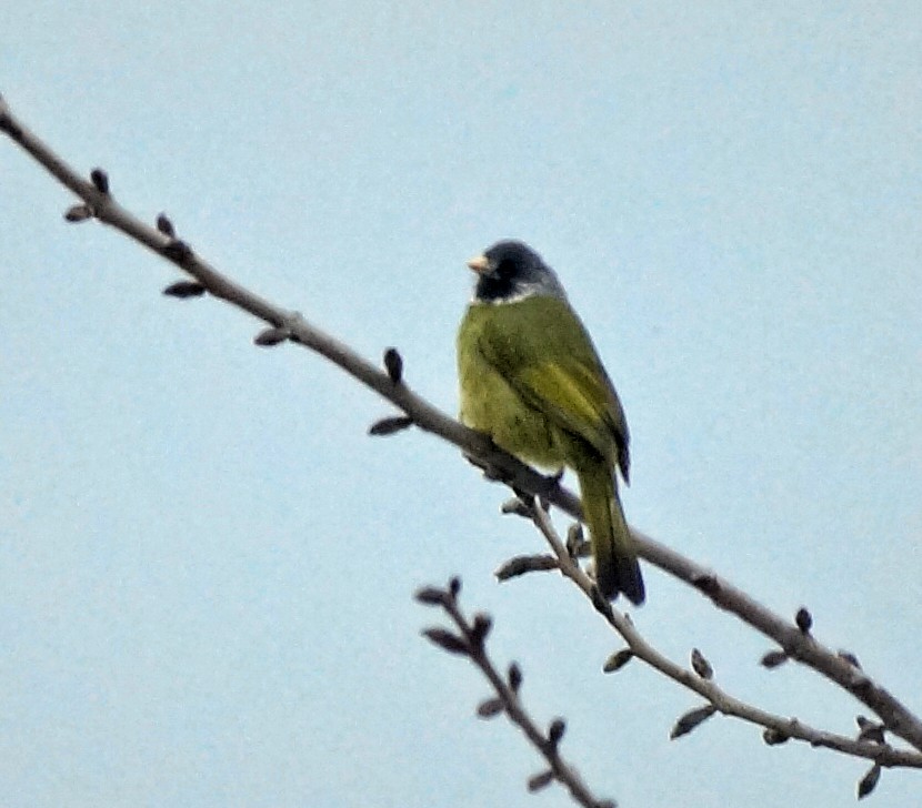 Collared Finchbill - ML518797191