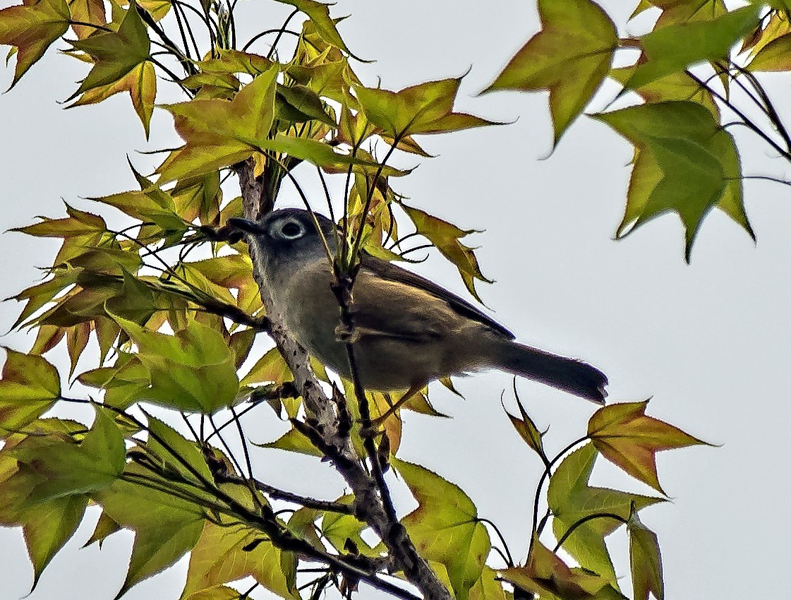 Morrison's Fulvetta - ML518797261