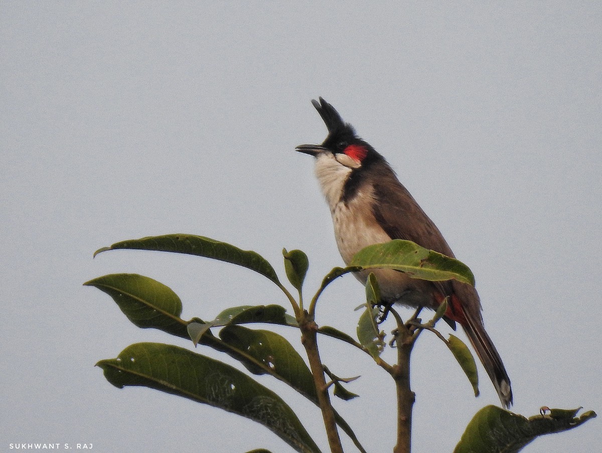 Red-whiskered Bulbul - Sukhwant S Raj