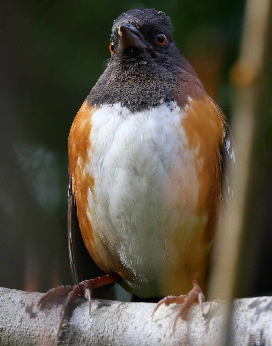 Spotted Towhee - ML518797521