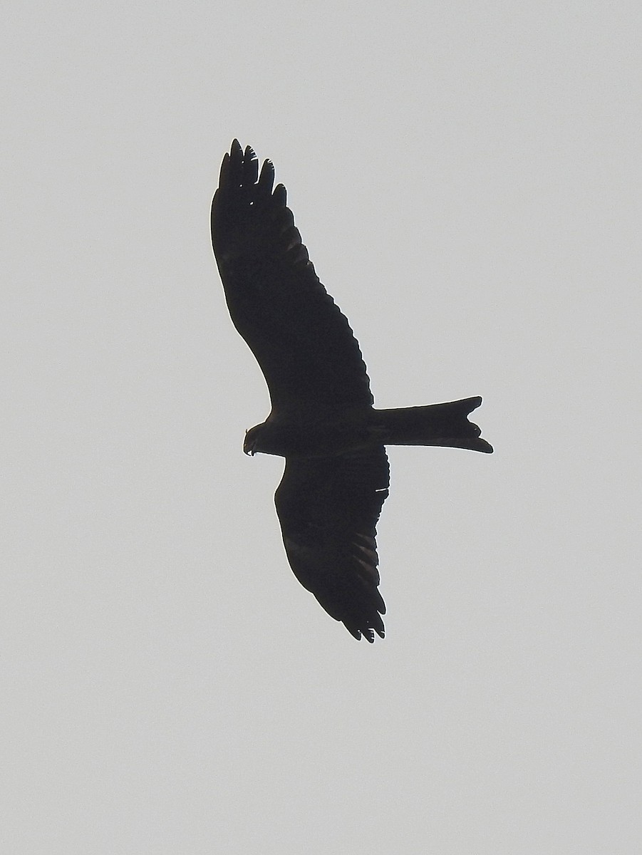 Black Kite - ML518798081