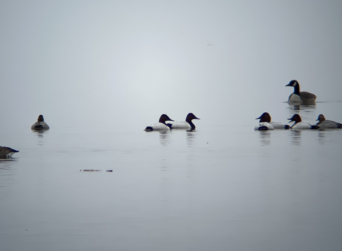 Canvasback - ML518798191