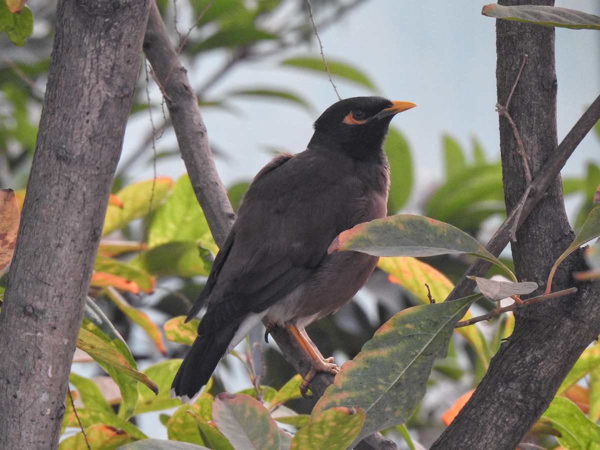 Common Myna - ML518798451