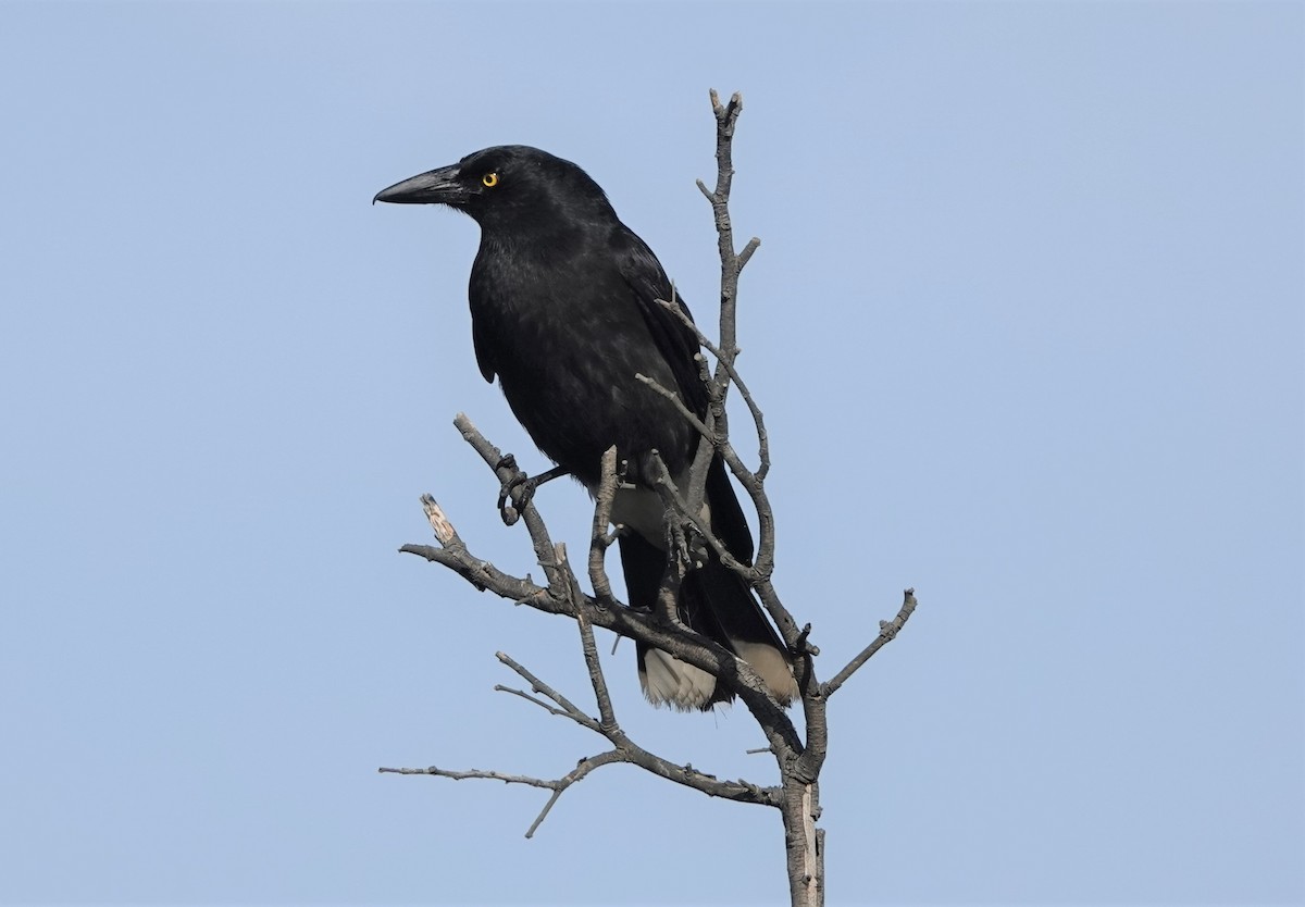 Pied Currawong - ML518799321