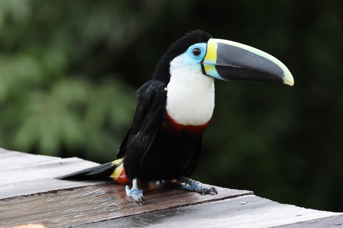 White-throated Toucan - ML518799881