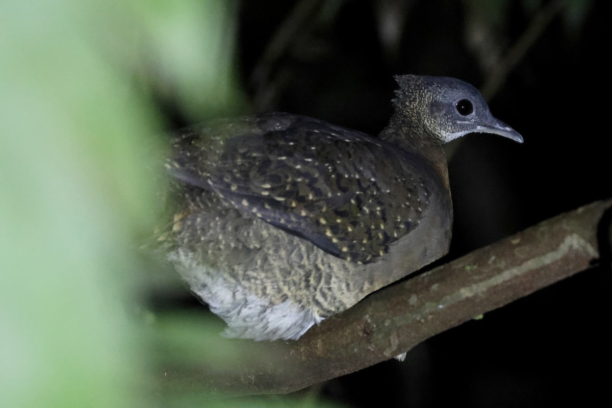 White-throated Tinamou - ML518800871