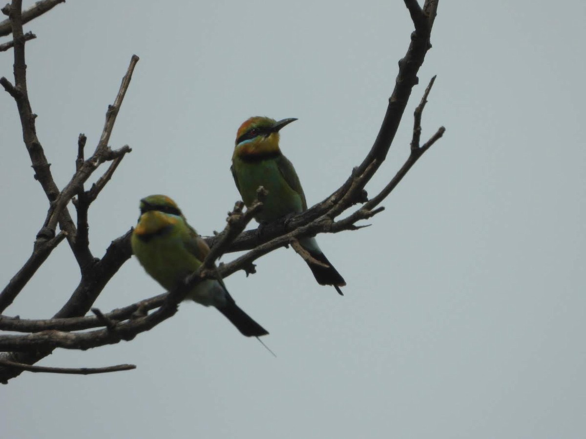 Rainbow Bee-eater - ML518801461