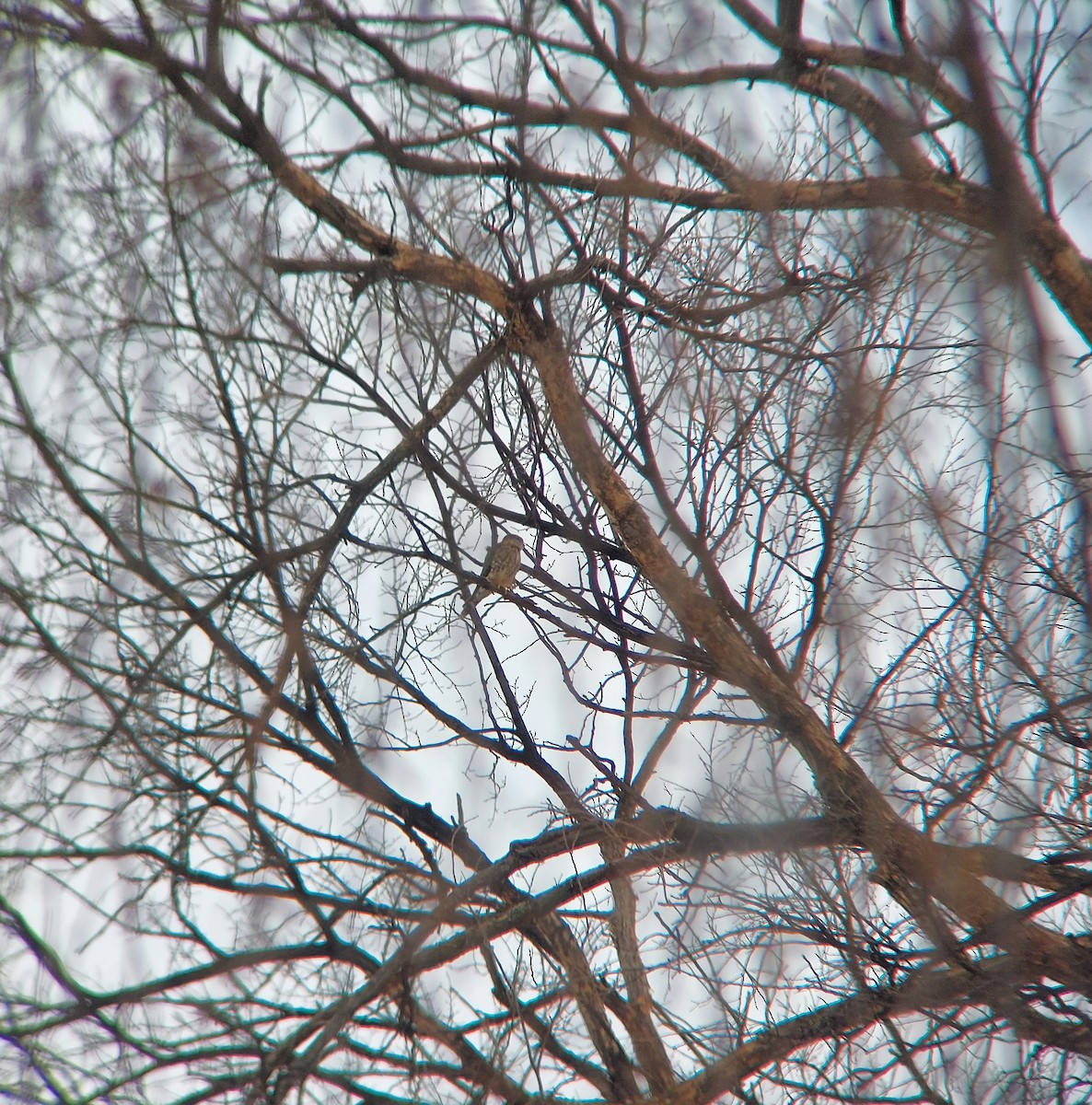 Merlin - ML518801941