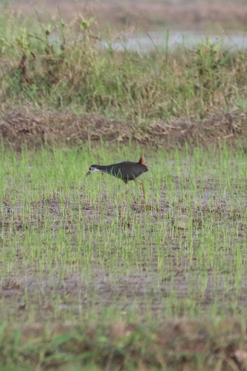 White-breasted Waterhen - ML518802381