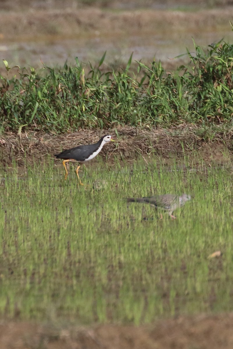 White-breasted Waterhen - ML518802391