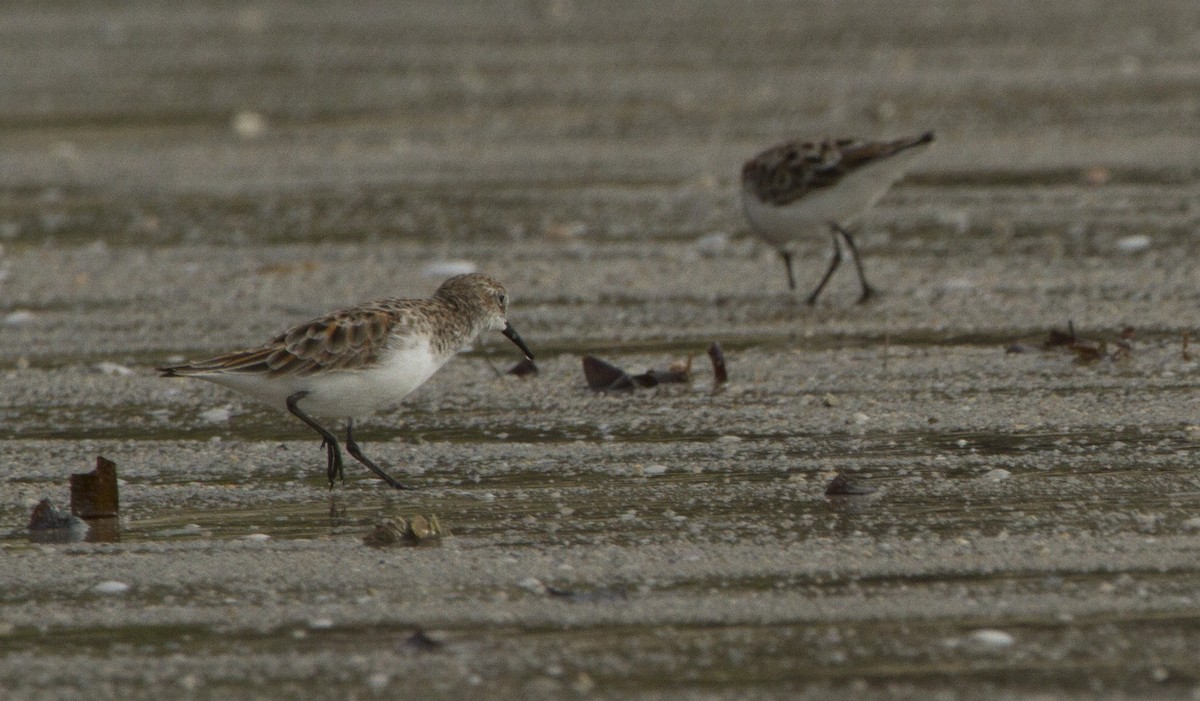 Little Stint - ML51880361