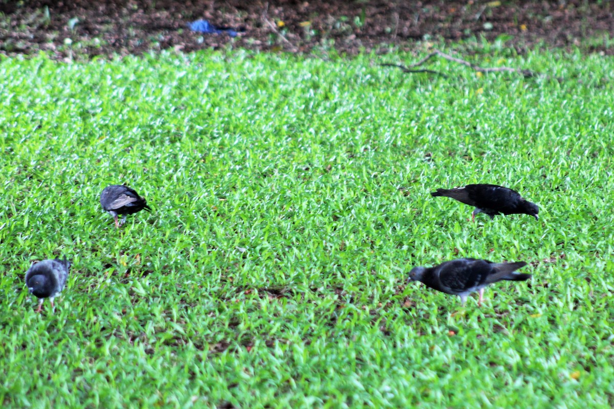 Rock Pigeon (Feral Pigeon) - ML518806611