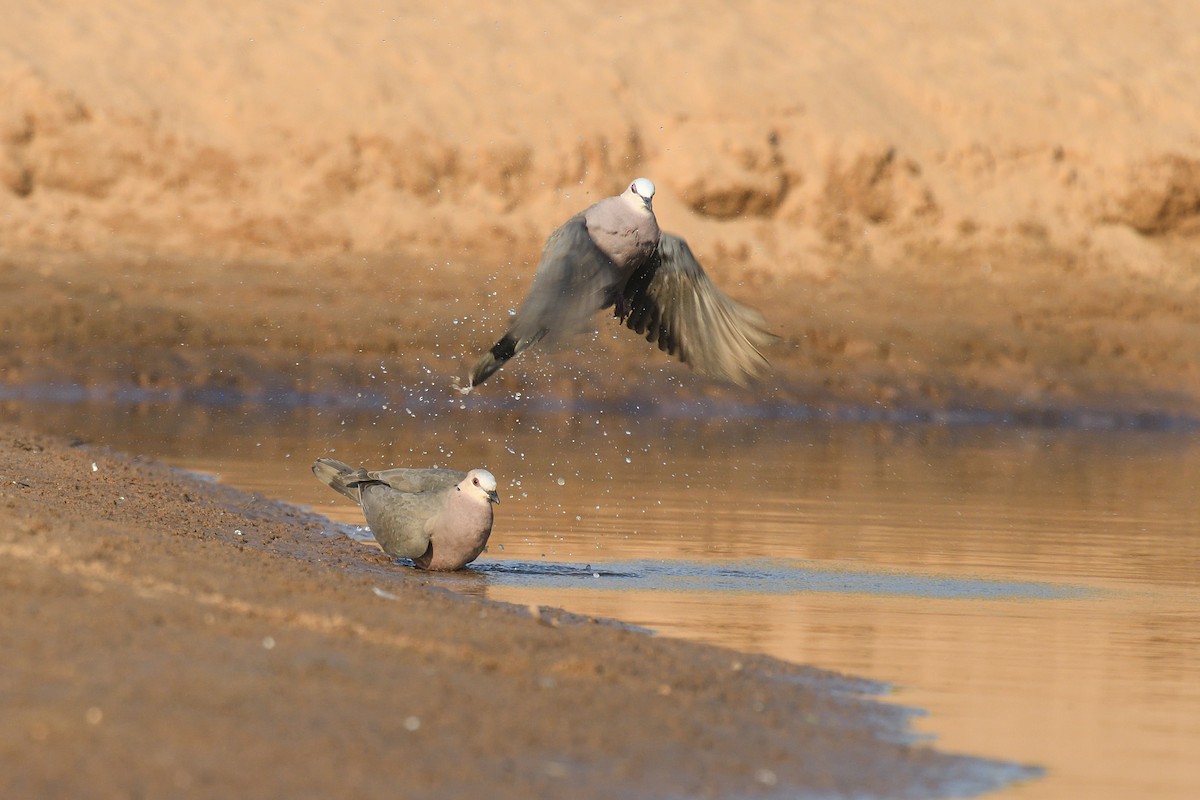 Mourning Collared-Dove - ML518807281