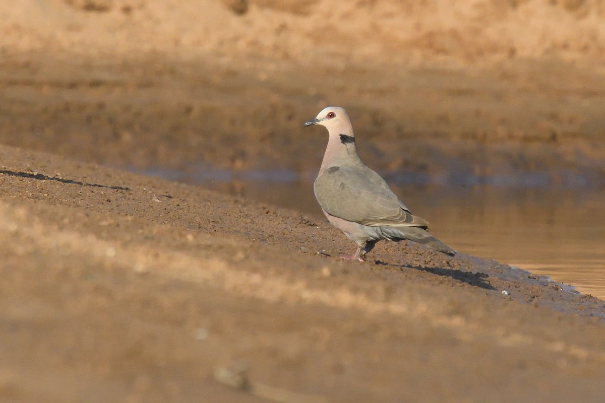 Mourning Collared-Dove - ML518807291