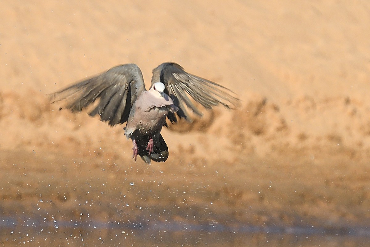 Mourning Collared-Dove - ML518807301