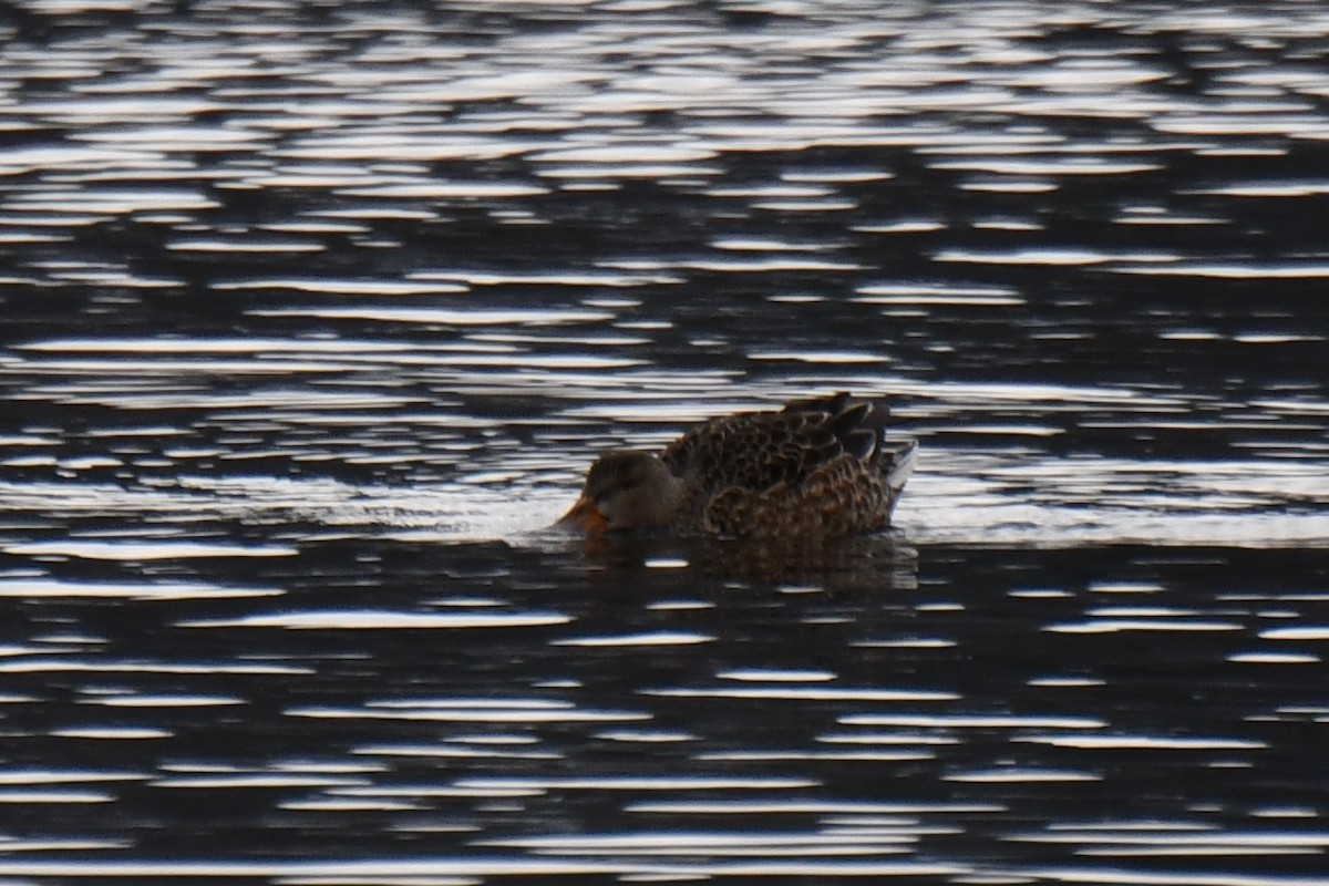 Northern Shoveler - Jeremy Collison