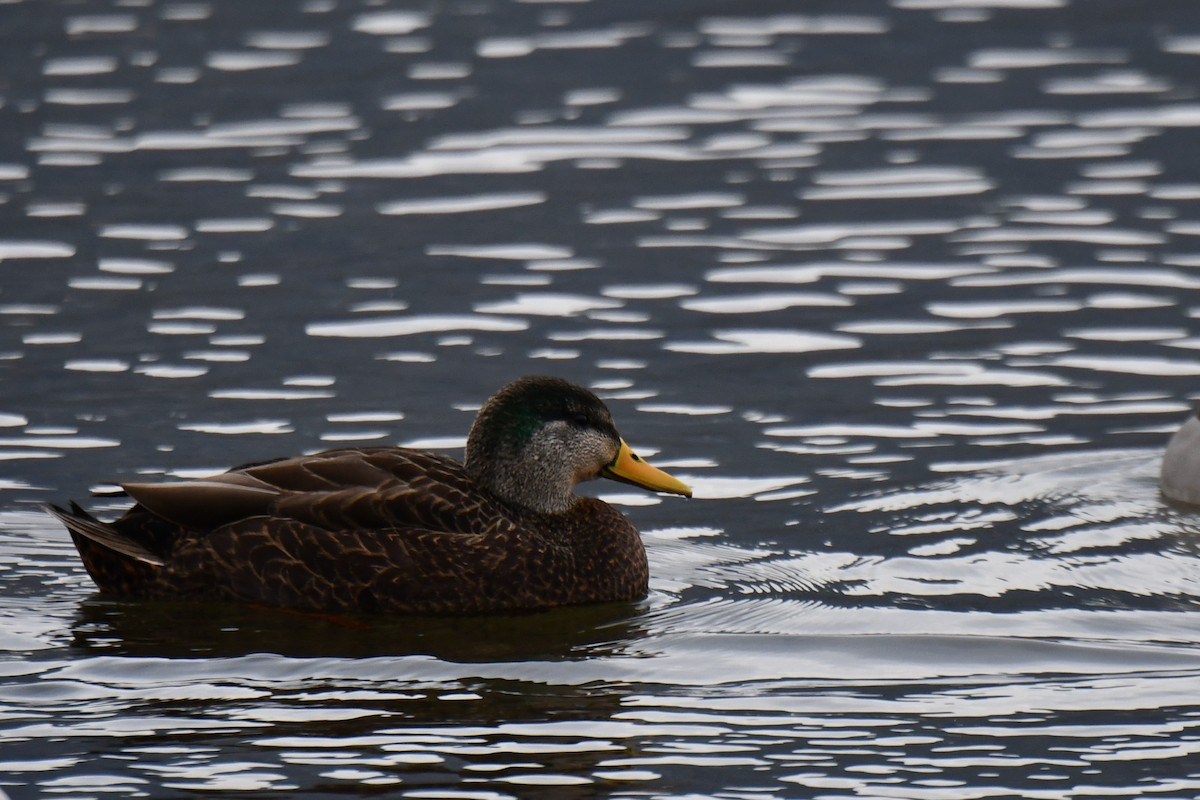 Mallard x American Black Duck (hybrid) - Jeremy Collison