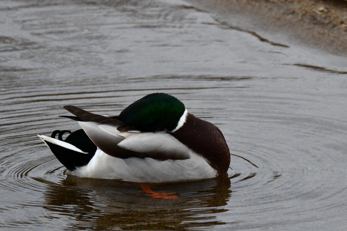 Canard colvert - ML518807841