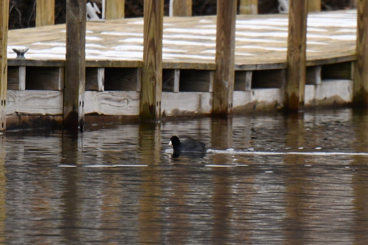 American Coot (Red-shielded) - Jeremy Collison