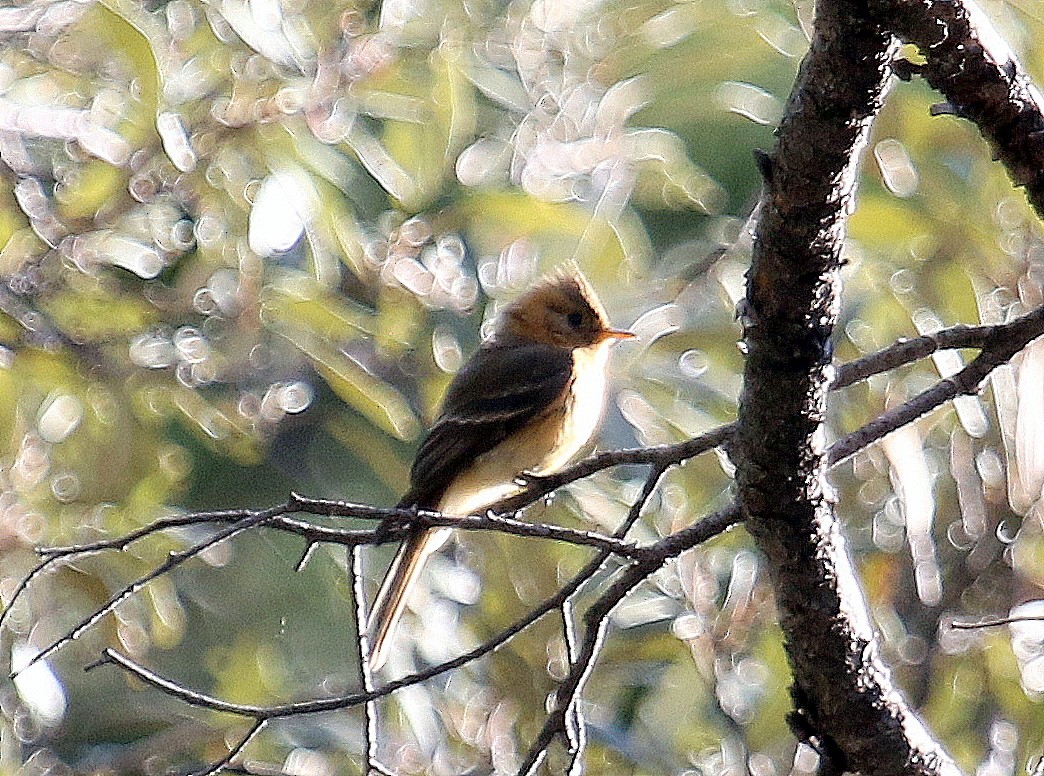 Tufted Flycatcher - ML51880791