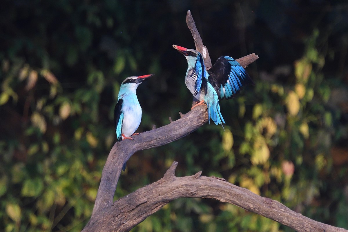 Blue-breasted Kingfisher - Chiusi Alessio Pietro