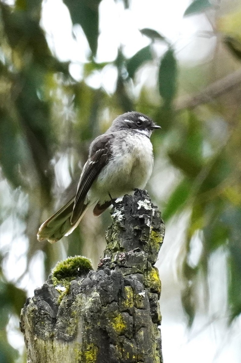 Gray Fantail - ML518809791