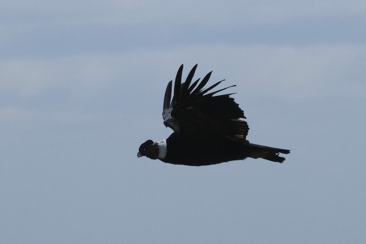 Andean Condor - ML518809821