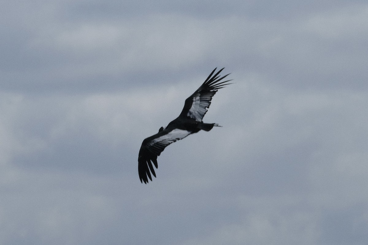 Andean Condor - ML518809831