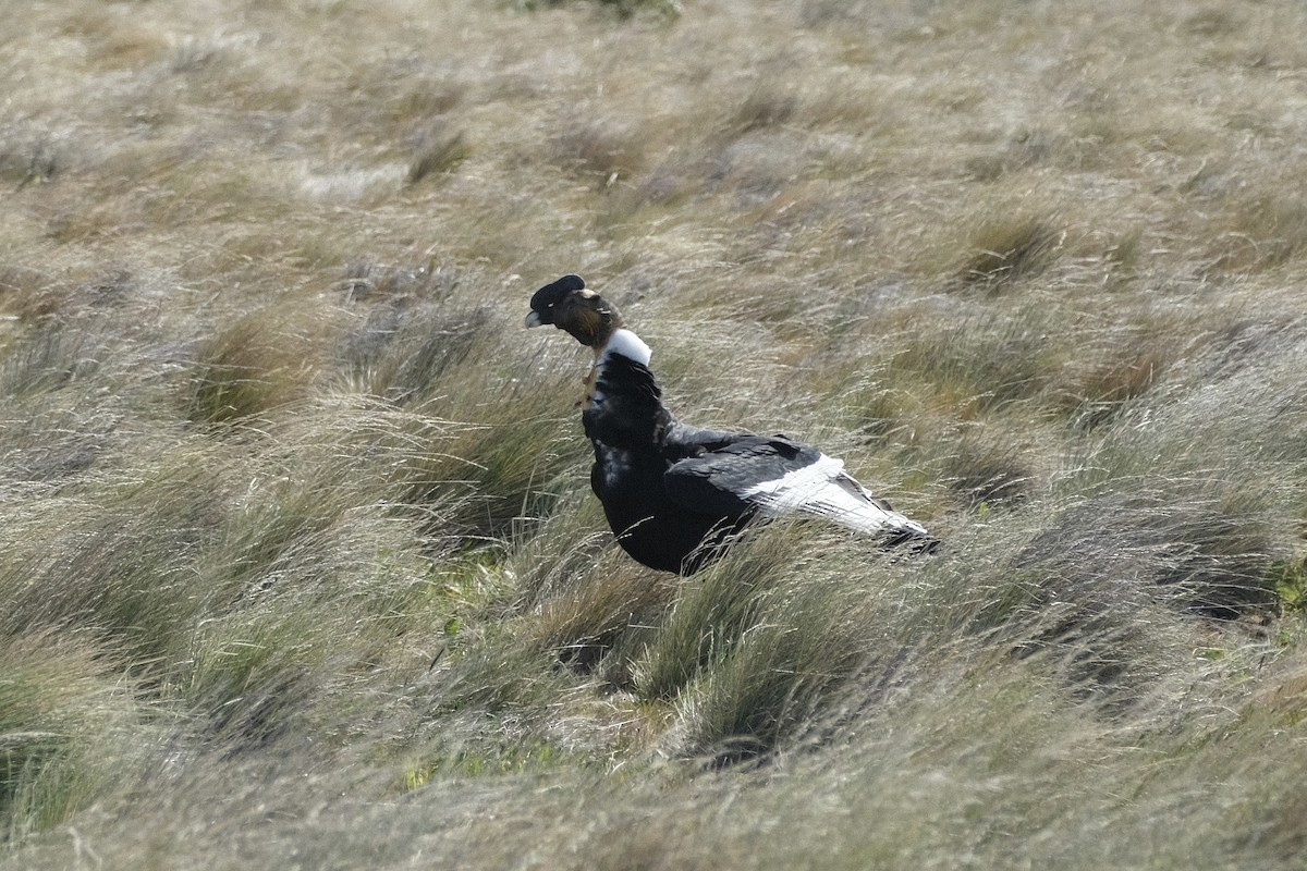 Condor des Andes - ML518809841