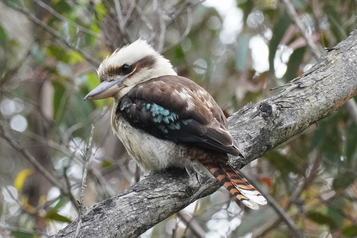 Laughing Kookaburra - Ellany Whelan