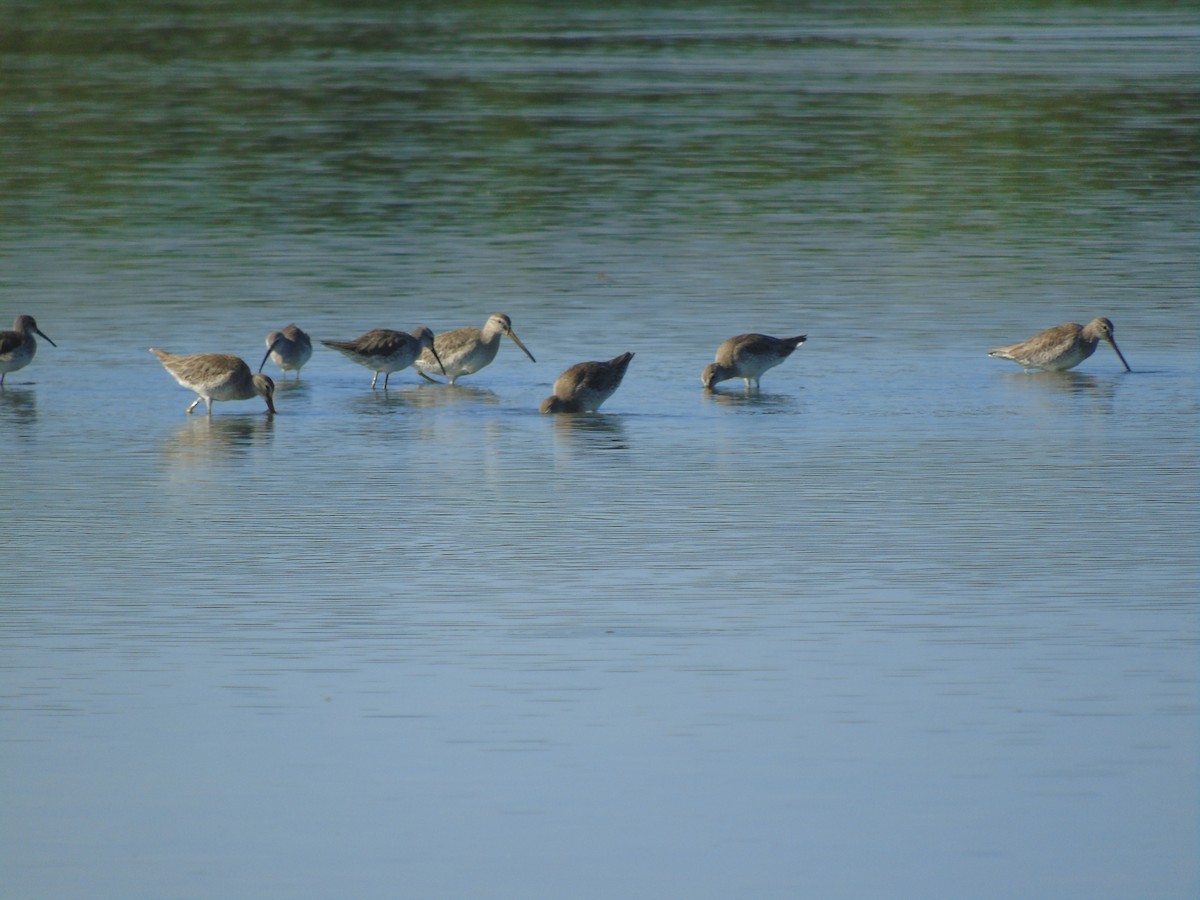 Stilt Sandpiper - ML518810931