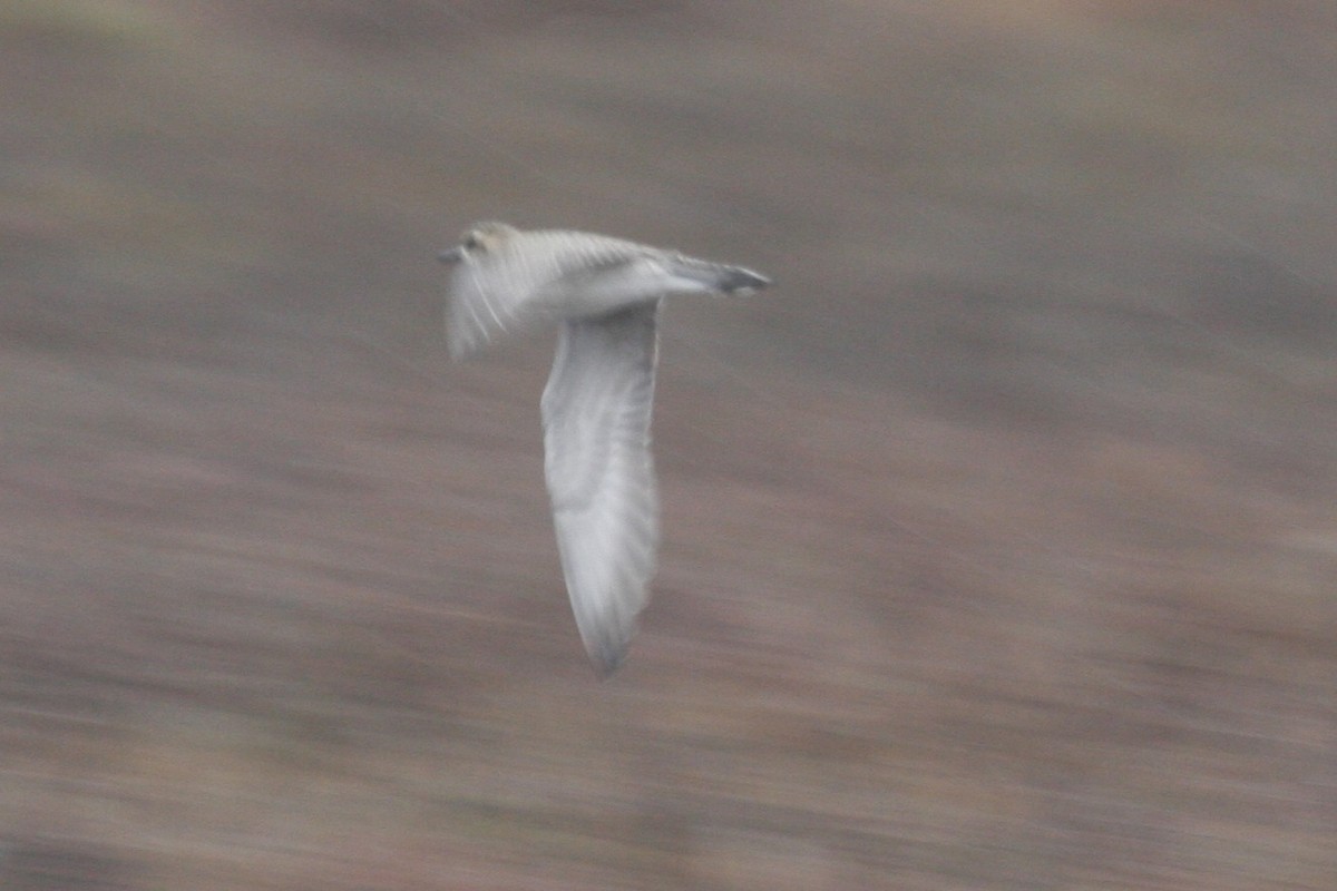 Pacific Golden-Plover - ML518811341