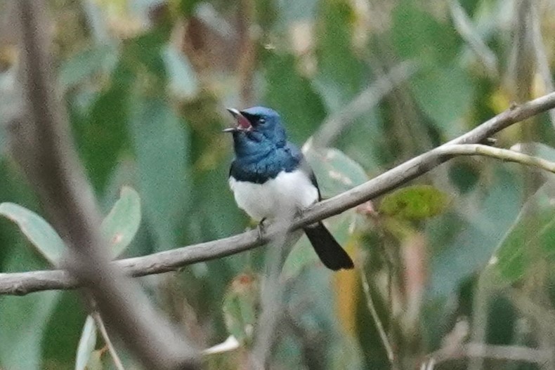 Satin Flycatcher - Ellany Whelan