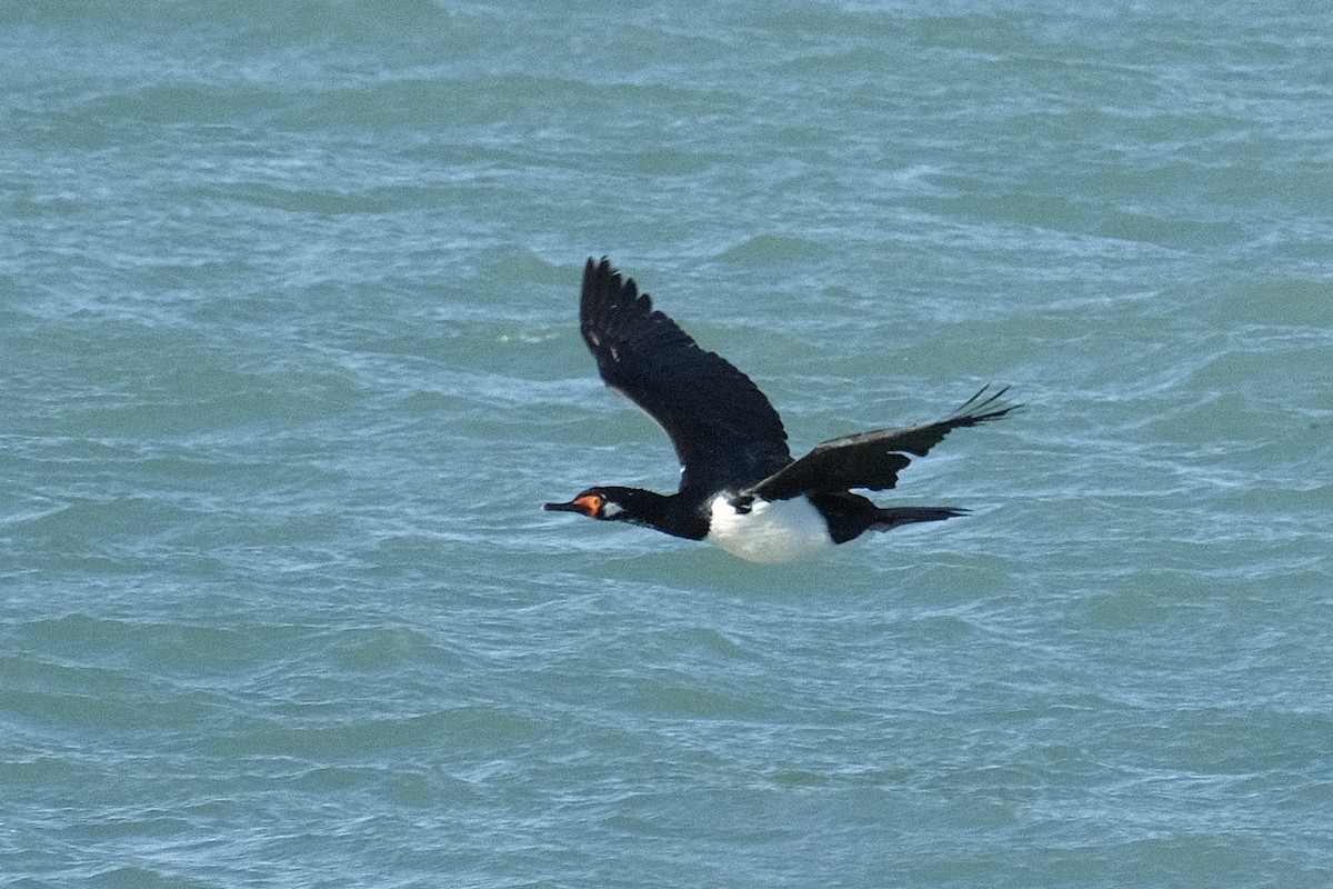 Magellanic Penguin - ML518811431