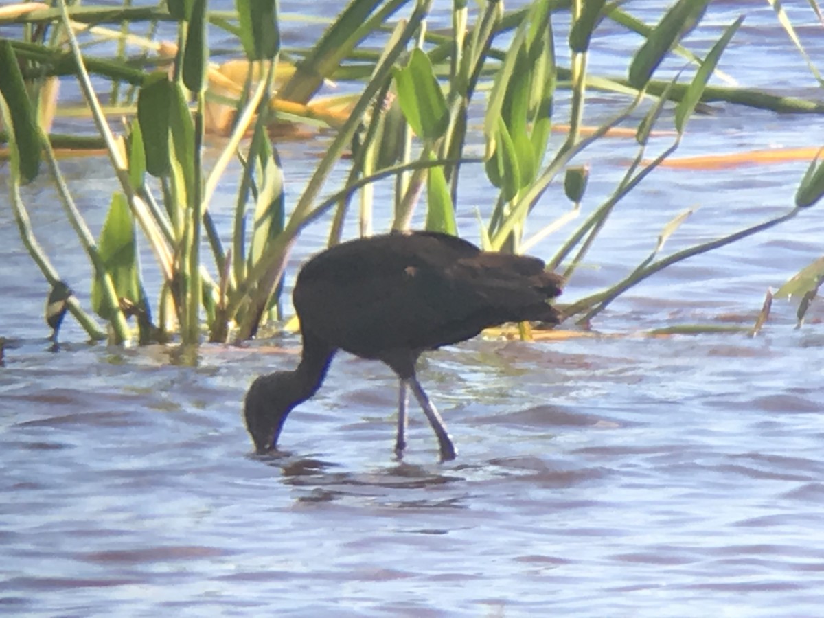 Glossy Ibis - David Simpson