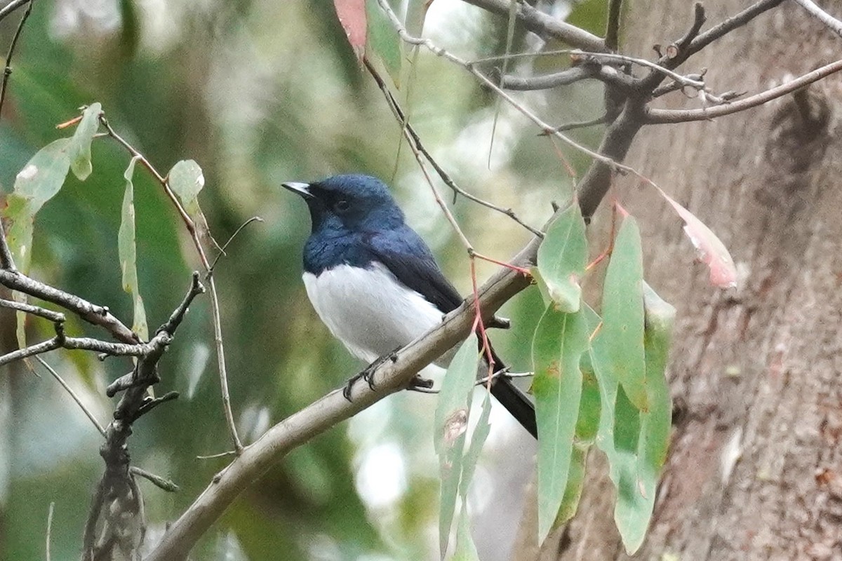 Satin Flycatcher - Ellany Whelan