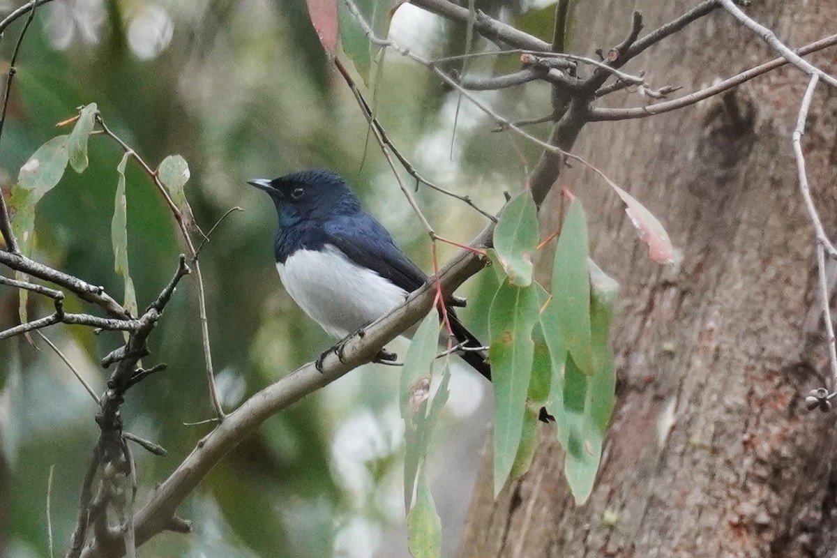 Satin Flycatcher - ML518811741