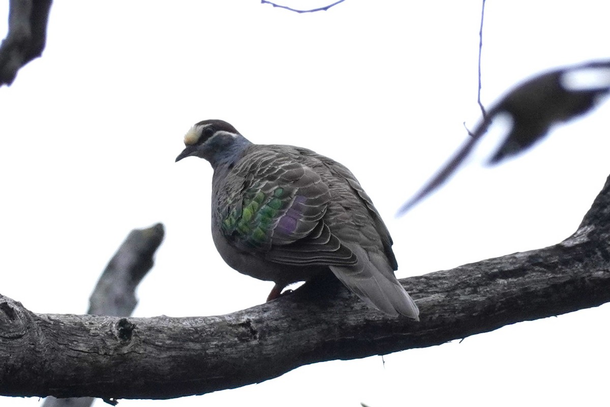 Common Bronzewing - Ellany Whelan