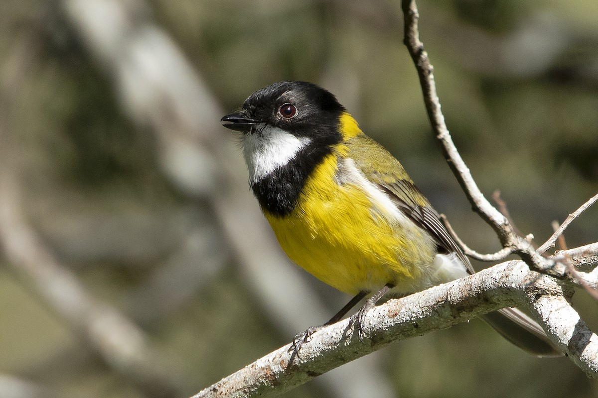 Golden Whistler - ML518814451