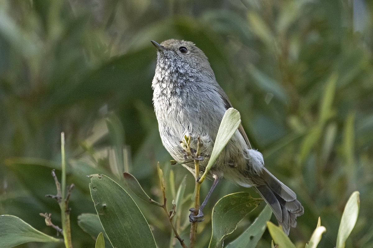 Tasmanian Thornbill - ML518814571