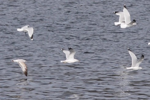 Ring-billed Gull - ML518814831