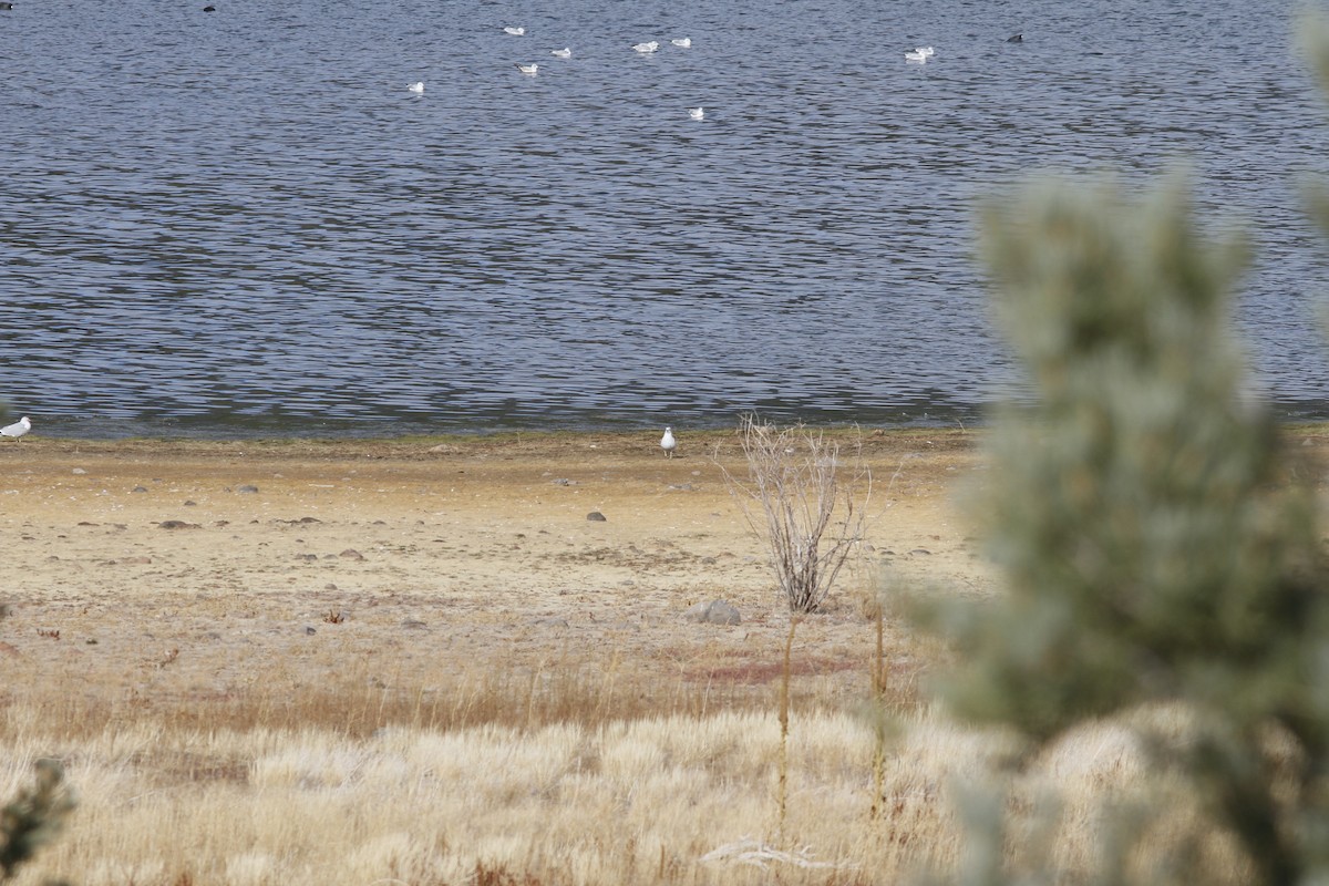 Ring-billed Gull - ML518814841