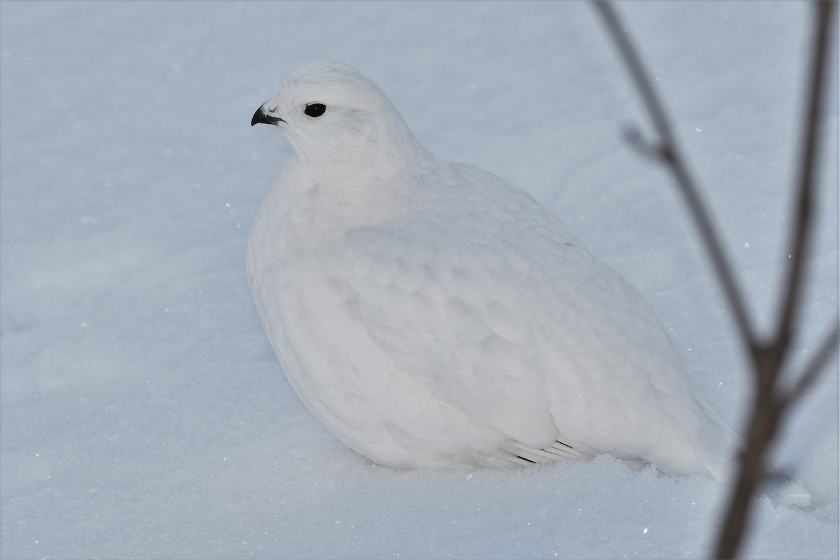 Willow Ptarmigan (Willow) - Timothy Piranian