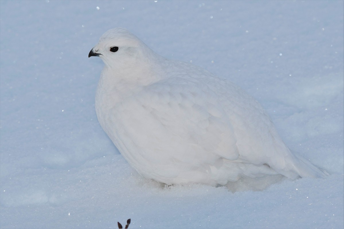 Willow Ptarmigan (Willow) - ML518816891